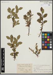 Foto von Salix arbuscula L.